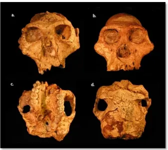 Figure 6 Paranthropus robustus (a, c, d) compared to Australopithecus africanus (b) 