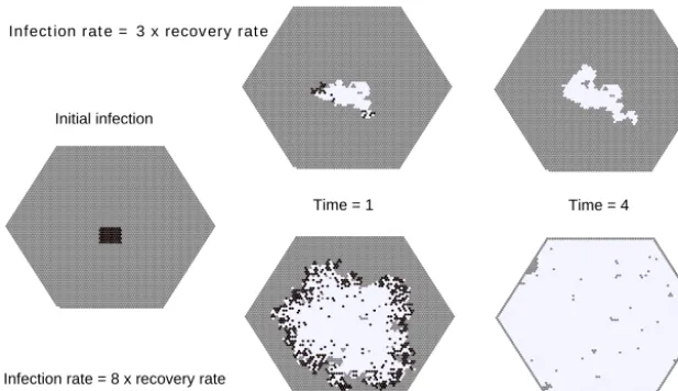 Figure 10. A susceptible–infectious–recovered (SIR) model built with CellLab-CTS. This example compares runs with two different infec-tion rates (top and bottom rows, respectively)