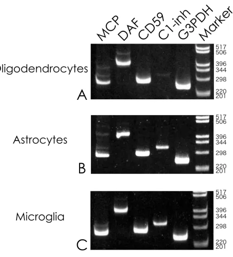 Figure 1Demonstration of RT-PCR productsDemonstration of RT-PCR products. Polaroid photographs of typical ethidium bromide-stained gels of RT-PCR products from oligodendrocytic (Fig