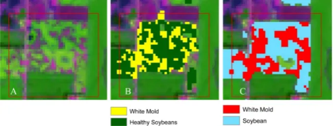 Figure 4. August Landsat composite (A), August Landsat NDVI with white mold range (B), and mapped soybean and white mold (C): White mold is accurately mapped from the soybean mask, using the appropriate NDVI signal