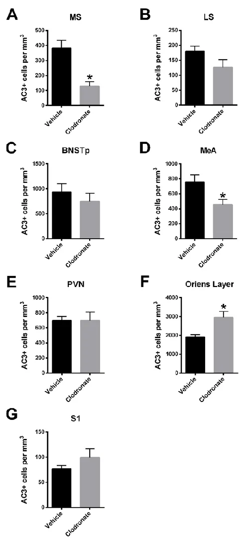 Figure 3.4 Neonatal treatment with clodronate liposomes caused region-specific changes in perinatal cell death