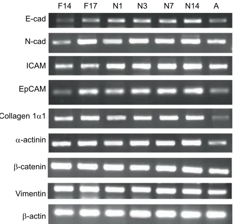 Figure 1 Expression of selected genes at different prenatal and postnatal stages days, where F indicates fetus