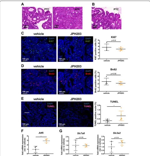 Fig. 6 Tumors of JPH203-treated mice exhibit an increase in TUNEL-positive nuclei and activation of the amino acid stress response