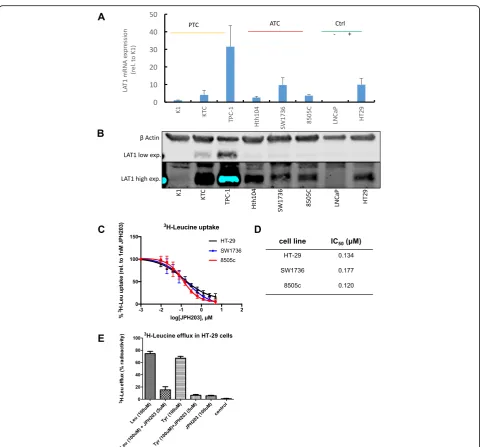 Fig. 1 LAT1 is highly expressed in ATC cell lines and JPH203 inhibits leucine uptake. a SLC7A5 transcription levels were quantified by Real-timePCR in three PTC cell lines (K1, KTC1, TPC-1) and three ATC cell lines (8505c, SW1736, Hth104)