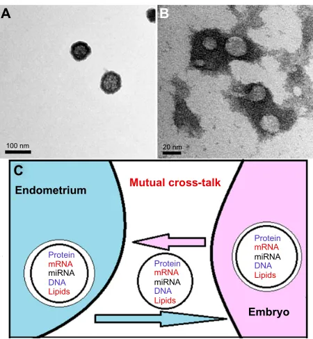 Figure 1 Embryo-derived exosomes as seen by transmission electron microscope.Notes: tEM images show the presence of particles, ranging from less than 100 nm (A) to 30 nm (B), in an embryo-conditioned medium pellet isolated by differential centrifugation, after negative staining with uranyl acetate (more detailed methods for exosomes isolation are described in our previous report).14 A sketch showing the paracrine intercellular communication between embryos and endometrium, through the exosomes (C).Abbreviations: mrnA, messenger rnA; mirnA, micrornA; tEM, transmission 