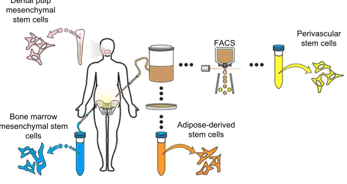 Figure 1 Representative sites of MSC isolation.Notes: MSC can be isolated from diverse anatomic sites, some of which are depicted here