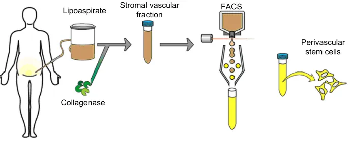 Figure 2 Purification process for PSC.Notes: Although typically isolated from human lipoaspirate, PSC can be extracted from any vascularized organ