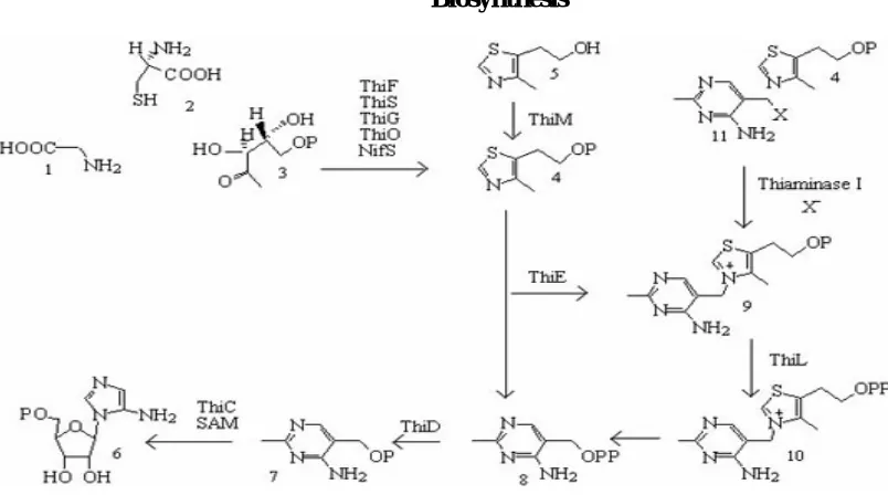 Figure 1: Biosynthesis of Thiamine 