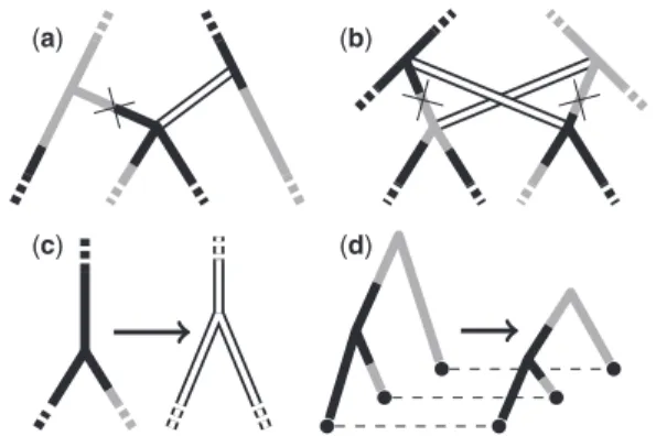 Fig. 3. Agreement of (a) tree height and (b) migration count distributions sampled from the structured coalescent distribution using our  implemen-tation of the described MCMC algorithm (black lines) with those  gener-ated via direct simulation (grey lines