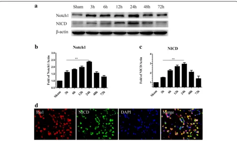 Fig. 4 Time course of Notch1 and NICD expression in the left cortex after SAH. Representative images of Western blot data showing that endogenousNotch1 and NICD began to increase at 3 h and reached their highest expression at 24 h post-SAH (a)