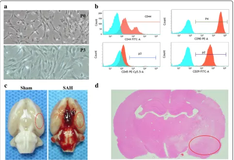 Fig. 1 Identification of rat BMSCs and representative image of subarachnoid hemorrhage (SAH) model