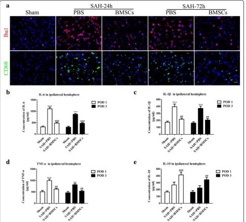 Fig. 3 BMSCs treatment suppressed microglial activation and downregulated production of inflammatory cytokines IL-6, IL-1β, and TNF-αat 24 and 72 h post-SAH