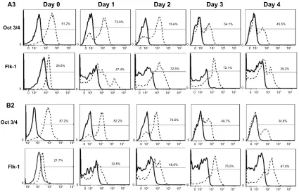 Figure S1 Flow chart of the stage-specific differentiation used to obtain mature ESC-EC in chemically defined conditions.Notes: Stage 1 was optimized for the induction of ESC towards mesoderm, specifically Flk-1+ vascular progenitor cells