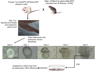 Figure 1 Flow chart of methodology for establishing the new mESC lines.Notes: On day 0, the mice were bred together, and pregnancy was verified the following day by the presence of plug