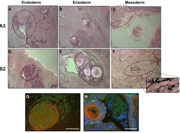 Figure 3 A3 and B2 ESC cell lines differentiate into cells from the three germ layers within teratomas.Teratomas also display Tie-2 GFPexpressing Tie-2 GFPto be similar to the dermis sensory tissue of a pacinian corpuscle and are infiltrated with Tie-2 GFP