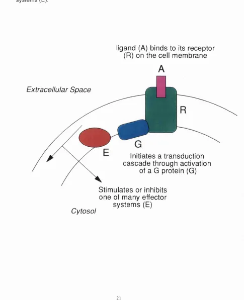 Figure 1.1: General mechanism of action of G protein coupled receptors.