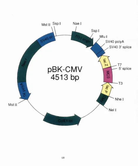 Figure 2.3: Map of the pBK-CMV plasmid.