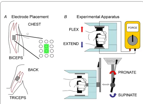 Figure 1 Experimental apparatus and the placement of elec-trodes. (A) Electrode grids were placed on the biceps and triceps mus-cles of the participants