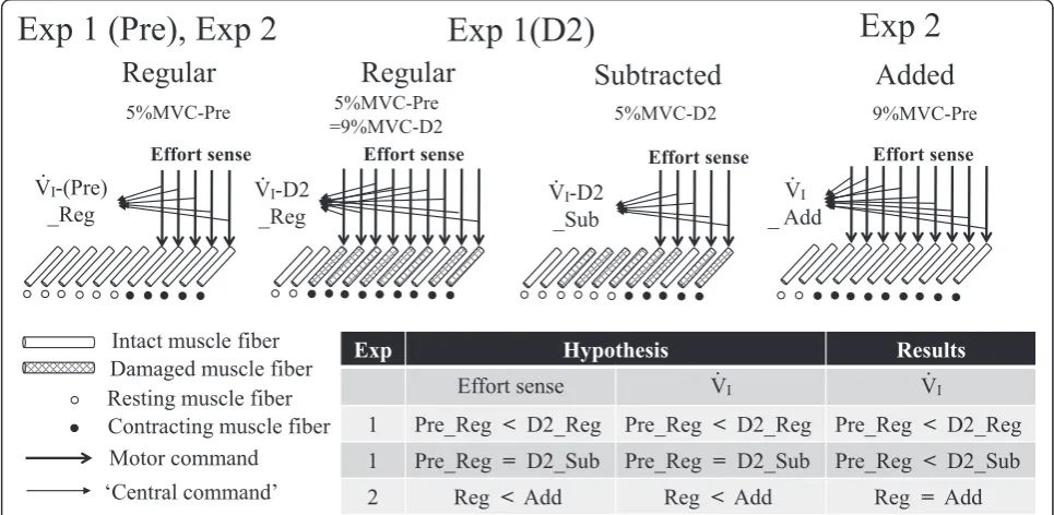 Fig. 1 Rationale of the experimental design, hypothesis, and summarized results. For example, if maximal voluntary contraction (MVC) strength(9 % of 20 kg) would be utilized, conceivably resulting in the same level of effort sense as that in the regular we