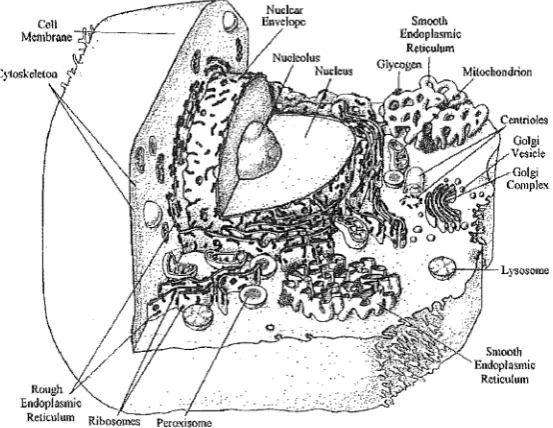 Figure 1.1 Sectional view of a typical animal cell and its components 