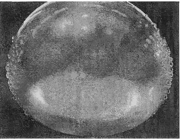 Figure 2.4 Water droplet formation on the pre-dried surface of an impulsed balloon model