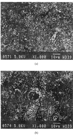 Figure 2.7 (b) Electron microscope images of a typical balloon model membrane. (a) Non-impulsed