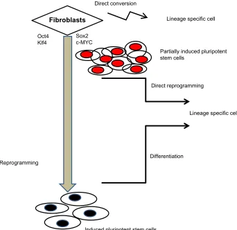Figure 1 Schematic diagram showing reprogramming of fibroblasts to induced pluripotent stem cells followed by differentiation, direct reprogramming of fibroblasts with four factors generating Partial-iPS cells, and direct conversion.Abbreviations: c-MYC, c-myelocytomatosis oncogene; Klf4, Kruppel-like factor 4; Oct4, octamer-binding protein; Sox2, sex determining region Y-box containing gene 2.
