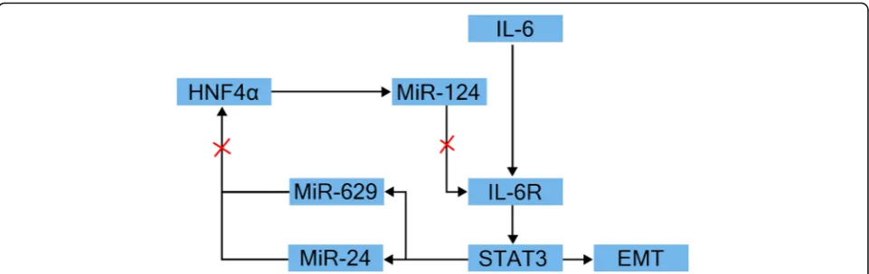 Fig. 2 HNF4α feedback circuit in hepatocellular oncogenesis. IL-6/STAT3 activates the transcription of miRNAs, such as miR-24 and miR-629,which inhibit the activity of HNF4α