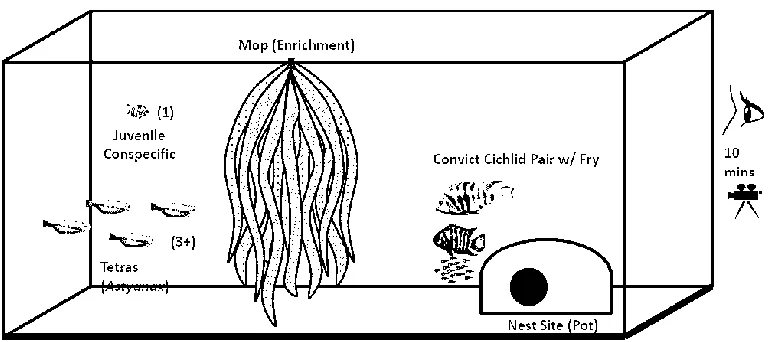 Figure 2.1 Diagram of the Experimental Tank Layout in the Lab 