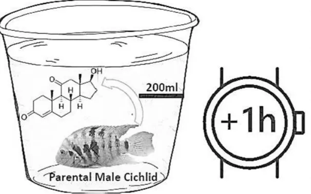 Figure 2.2 Diagram of Hormone Sampling from Water  
