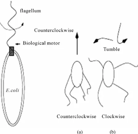 Figure 3. Swarming and tumbling behaviour. 