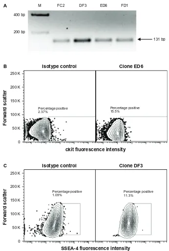 Figure 1 (A–C) Expression of Isl1, c-kit and SSEA4 on neonatal sheep cardiovascular progenitor cell clones