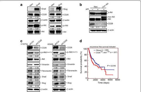 Fig. 5 CD26 is an upstream regulator involved in apigenin (API)-regulated Akt activation and the epithelial-to-mesenchymal transition (EMT) innon-small cell lung cancer (NSCLC) cells