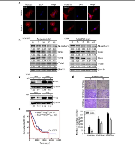 Fig. 2 Apigenin (API) regulates cellular microfilament bundle and epithelial-to-mesenchymal transition (EMT)-related regulators in non-small cell lung