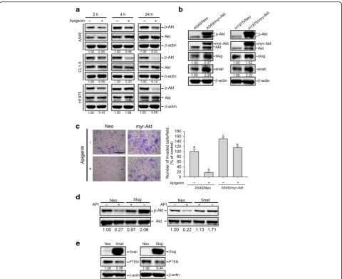 Fig. 3 Interplay between Akt activation and Snail family expression is involved in apigenin (API)-mediated inhibition of cell motility