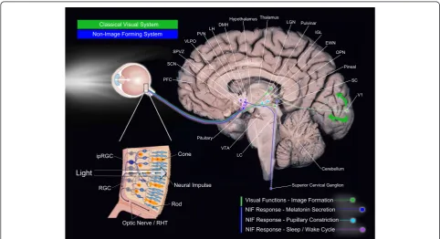 Fig. 1 Light-sensitive brain pathways. Simplified brain networks (not exhaustive representation) of the classical visual system and the non-image-formingsystem