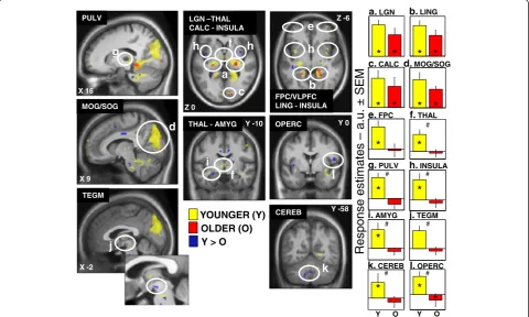 Fig. 3 Effect of the presence of light on brain responses of younger and older individuals performing an auditory two-back task