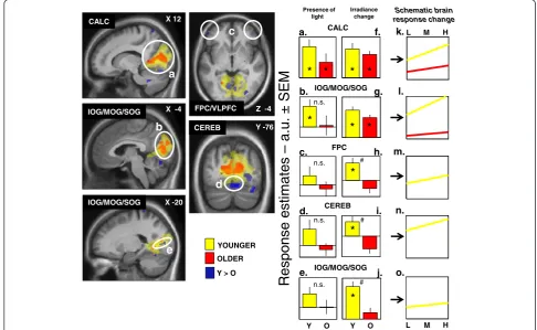 Fig. 4 Effect of irradiance level of light on brain responses of younger and older individuals performing an auditory two-back task