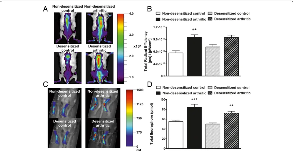Fig. 3 Arthritic bone turnover increase is unaltered after sensory desensitization. Representative 2D epifluorescence images of the spine (fluorophore in picomols (the quantification of OsteoSense fluorescence (a), andb)