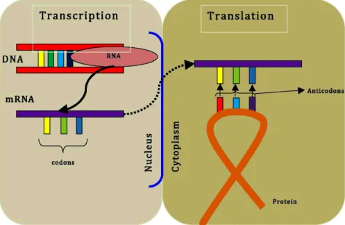 Figure 2.1: Gene structure and protein synthesis. Modified from http://www.