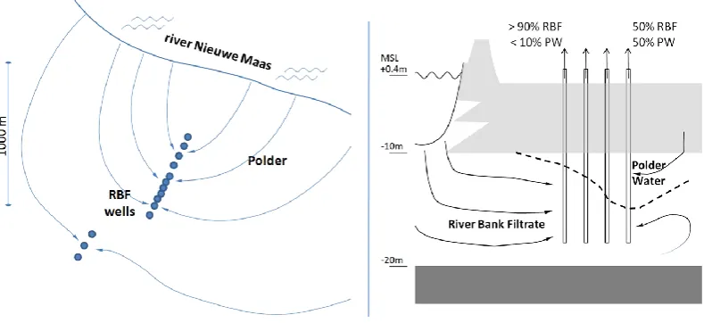 Figure 1. Layout of the Reijerwaard RBF site (51◦52′ N, 4◦35′ E, left) and cross-section of the abstraction of river bank ﬁltrate and PW(right); wells were placed perpendicular to the river to create a larger attenuation (more variation in travel times).