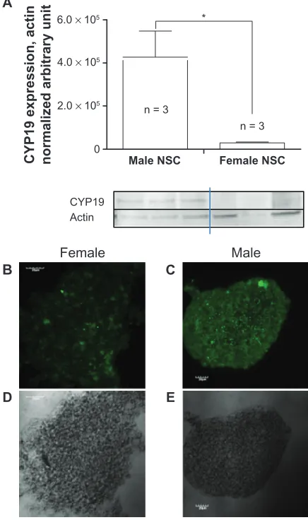 Figure 4 Quantification of aromatase expression in undifferentiated NSCs.nSCs isolated from the SVZ of three-month-old male and female rats and grown as neurospheres were then assessed for the level of expression of aromatase