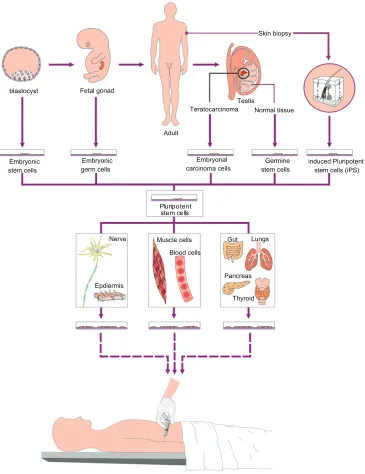 Figure 1 Human pluripotent stem cells include embryonic stem cells cultured from cells of the inner cell mass of normal or parthenogenetic blastocysts, embryonic germ cells generated from primordial germ cells in late embryonic development, embryonal carci
