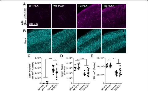 Fig. 3 No change in location of tau deposition or neuronal loss. a Tau (pS202, pT205; AT8) labeling in somatosensory cortex of wild-type (WT)and Tg4510 (TG) mice