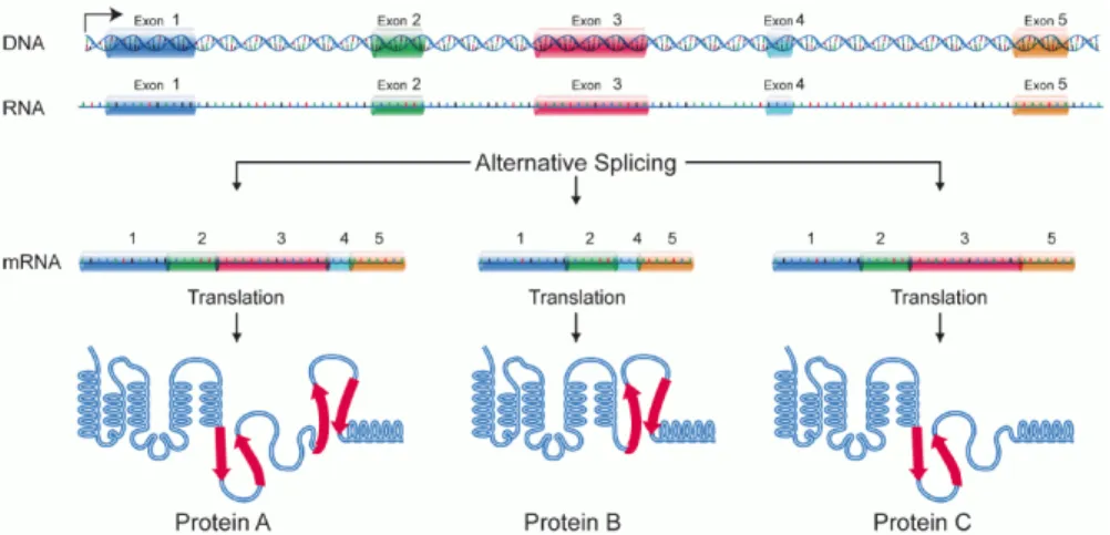 Figure 1. Genes, encoded as DNA, are expressed as proteins through a multi-stage process beginning with transcription into RNA
