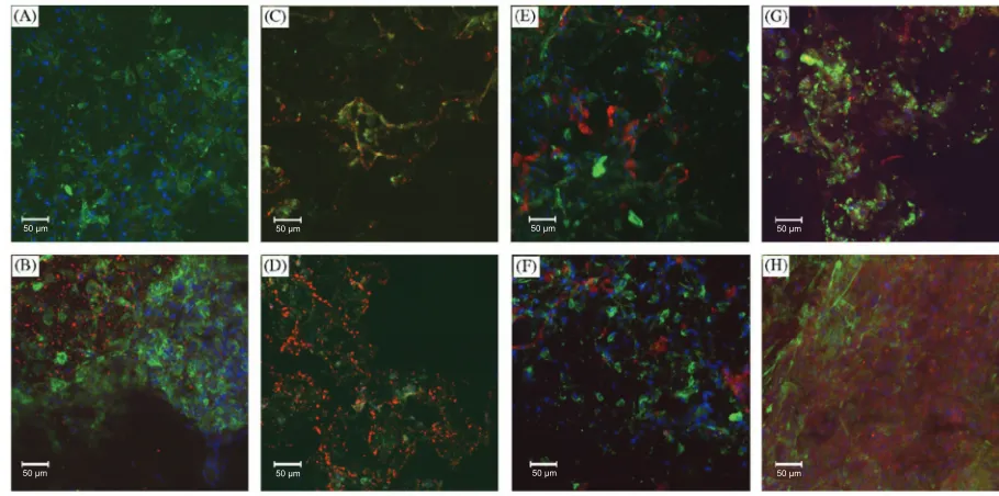 Figure 3 Confocal microscopy images showing deposition of matrix proteins on PLLA scaffolds