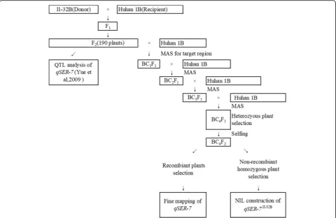 Fig. 1 The scheme of plant population development for QTL analysis, NIL construction and QTL fine mapping