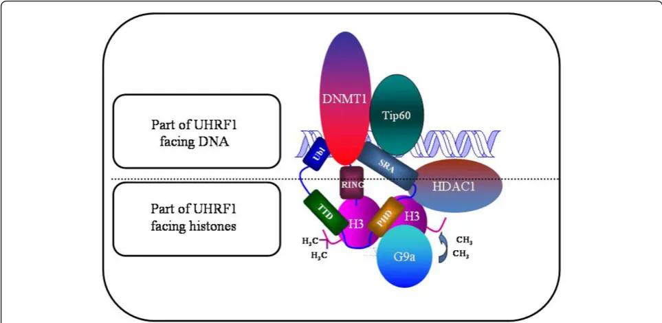 Figure 1 Schematic representation of UHRF1 with the structural domains facing either DNA or histones