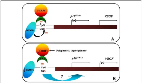 Figure 2 Schematic model of the role of UHRF1/DNMT1 complex in the regulation ofthe SRA domain of UHRF1 meets hemi-methylated DNA present in the p16INK4A and VEGF gene expressions
