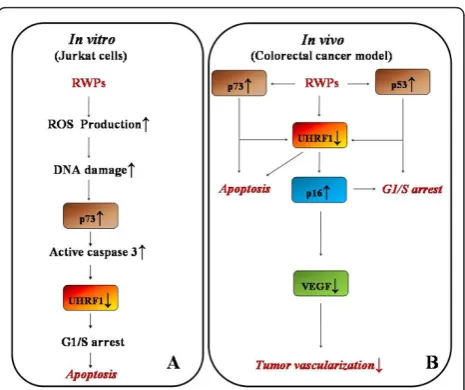 Figure 3 Schematic representation of RWPs-induced apoptosisvivoregulation of UHRF1 with subsequent increase ofexpression